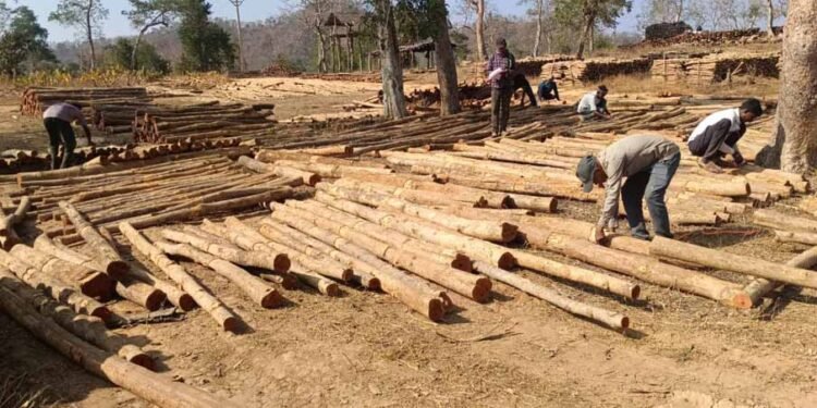 डिजिटल सिस्टम से बढ़ी पारदर्शिता, रोजगार सृजन में वन विकास निगम की नई पहल