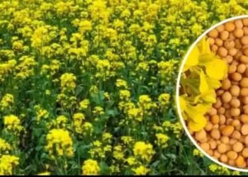 एमपी किसानों के लिए बड़ी राहत: अब सरसों पर भी मिलेगा भावांतर, सोयाबीन की तरह सरकार देगी कीमत का अंतर