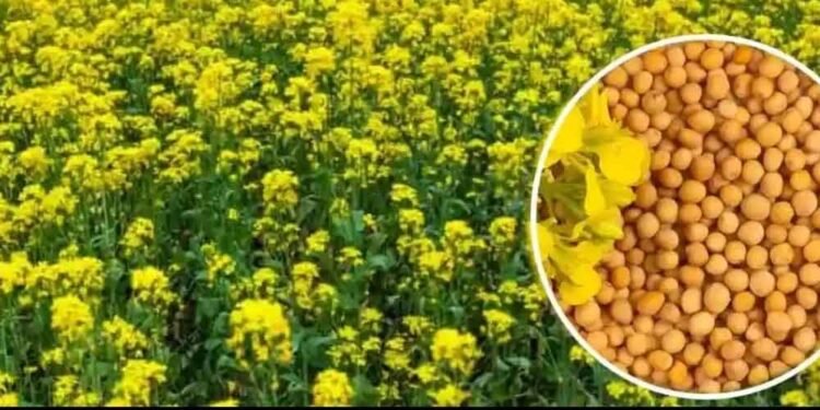 एमपी किसानों के लिए बड़ी राहत: अब सरसों पर भी मिलेगा भावांतर, सोयाबीन की तरह सरकार देगी कीमत का अंतर