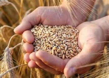 1.81 लाख किसानों ने कराया गेहूं उपार्जन के लिए पंजीयन, मंत्री राजपूत ने दी जानकारी