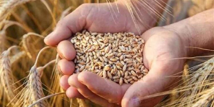 1.81 लाख किसानों ने कराया गेहूं उपार्जन के लिए पंजीयन, मंत्री राजपूत ने दी जानकारी