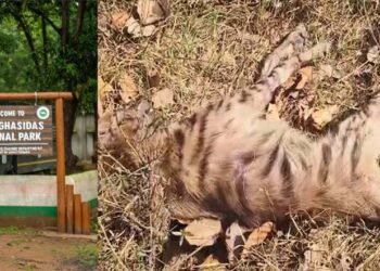 वन विभाग की लापरवाही बनी जानलेवा, इलाज न मिलने से लकड़बग्घे की मौत