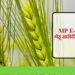 इंदौर, उज्जैन, भोपाल और नर्मदापुरम संभाग में 1 अप्रैल तथा शेष संभागों में 7 अप्रैल से होगी गेहूँ खरीदी : खाद्य मंत्री  राजपूत