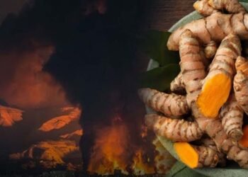 ईरान जंग का असर: हल्दी के दाम ₹3,500 प्रति क्विंटल घटे, किसानों में चिंता