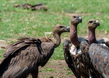 वीरांगना दुर्गावती टाइगर रिजर्व में 951 गिद्ध दर्ज, सात प्रजातियों की हुई पहचान; तीन दिन तक चला सर्वे