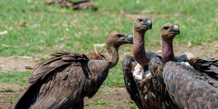 वीरांगना दुर्गावती टाइगर रिजर्व में 951 गिद्ध दर्ज, सात प्रजातियों की हुई पहचान; तीन दिन तक चला सर्वे