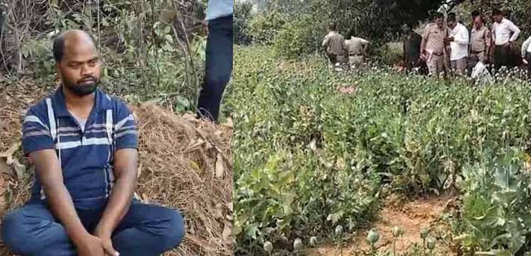 रायगढ़ में अफीम की अवैध खेती का भंडाफोड़, झारखंड का आरोपी पुलिस हिरासत में