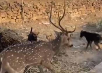 छतरपुर में बच्चों की बहादुरी, आवारा कुत्तों के जबड़े से हिरण को बचाकर जंगल में छोड़ा