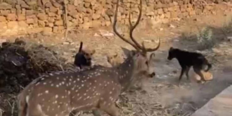 छतरपुर में बच्चों की बहादुरी, आवारा कुत्तों के जबड़े से हिरण को बचाकर जंगल में छोड़ा