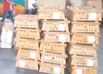 बर्ड फ्लू के डर के बीच बिलासपुर स्टेशन पर चूजों की खेप पहुंची, मचा हड़कंप