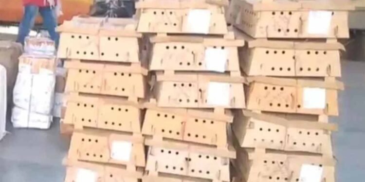 बर्ड फ्लू के डर के बीच बिलासपुर स्टेशन पर चूजों की खेप पहुंची, मचा हड़कंप