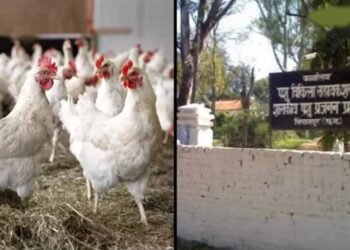 बिलासपुर में बर्ड फ्लू का कहर: 4400 मुर्गियों की मौत, 10 किमी दायरे में अलर्ट जारी