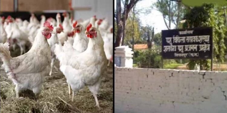 बिलासपुर में बर्ड फ्लू का कहर: 4400 मुर्गियों की मौत, 10 किमी दायरे में अलर्ट जारी
