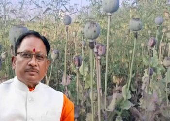अफीम खेती पर CM साय का सख्त ऐक्शन प्लान, बोले- नक्सलियों और रसूखदारों को नहीं मिलेगी राहत