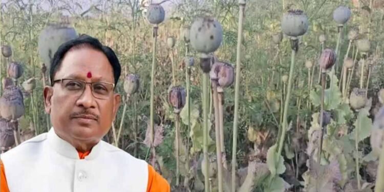अफीम खेती पर CM साय का सख्त ऐक्शन प्लान, बोले- नक्सलियों और रसूखदारों को नहीं मिलेगी राहत