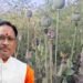 अफीम खेती पर CM साय का सख्त ऐक्शन प्लान, बोले- नक्सलियों और रसूखदारों को नहीं मिलेगी राहत