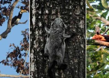 उदंती टाइगर रिजर्व में दुर्लभ वन्यजीवों की झलक, AI और पारंपरिक ज्ञान से मिली बड़ी सफलता