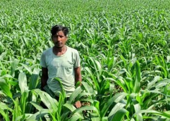 धान के बजाय मक्का से बढ़ा मुनाफा : किसान मालती मोहन बने उन्नत खेती की मिसाल किसान मालती मोहन