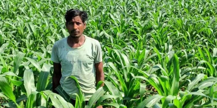 धान के बजाय मक्का से बढ़ा मुनाफा : किसान मालती मोहन बने उन्नत खेती की मिसाल किसान मालती मोहन