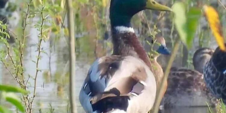 गिधवा टैंक में प्रवासी मल्लार्ड का आगमन, बढ़ी क्षेत्र की पहचान