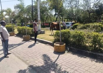 पार्क में ‘घोड़े की मौज’: तीन दिन से घास चर रहा था, नगर पालिका ने किया ‘गिरफ्तार’