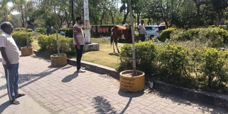 पार्क में ‘घोड़े की मौज’: तीन दिन से घास चर रहा था, नगर पालिका ने किया ‘गिरफ्तार’