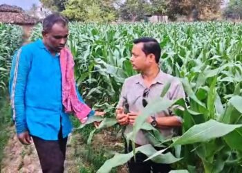 धान से मक्का की ओर बढ़ते कदम :फसलचक्र परिवर्तन से धमतरी के किसानों की बढ़ी आय, जल संरक्षण को मिली नई दिशा