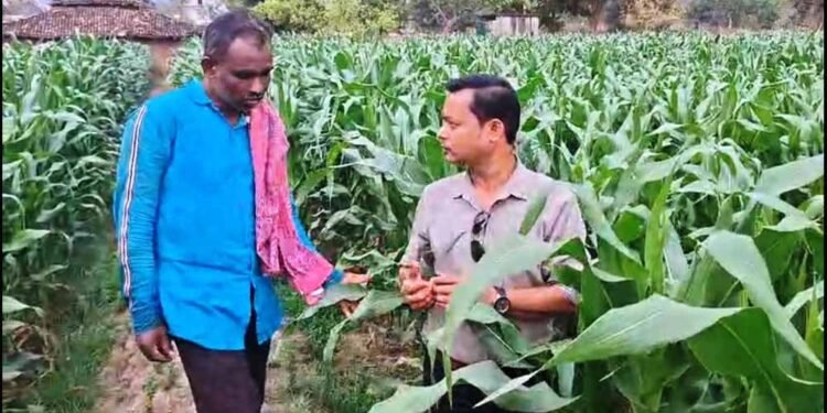 धान से मक्का की ओर बढ़ते कदम :फसलचक्र परिवर्तन से धमतरी के किसानों की बढ़ी आय, जल संरक्षण को मिली नई दिशा