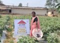 उन्नत खेती से शीला राजवाड़े बनीं लखपति दीदी बिहान’ से जुड़कर संवर रही ग्रामीण महिलाओं की आजिविका