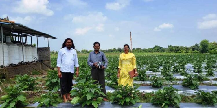 ग्राफ्टेड बैगन से 16 लाख रूपए की आमदनी