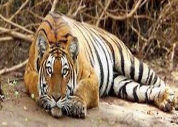 बैल की मौत का बदला बना बाघ की जान का दुश्मन: जहर देकर हत्या, रेडियो कॉलर से खुला राज