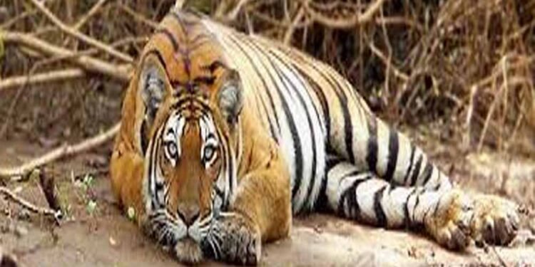 बैल की मौत का बदला बना बाघ की जान का दुश्मन: जहर देकर हत्या, रेडियो कॉलर से खुला राज