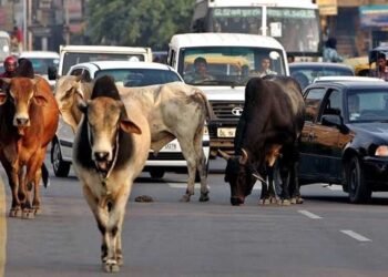 मध्य प्रदेश के 40 लाख आवारा पशुओं को मिलेगा 12 अंकों का कोड, केसरिया टैग से होगी पहचान