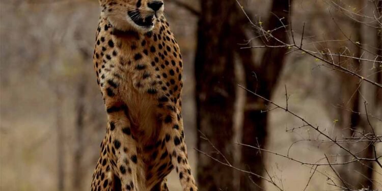 कूनो में जन्मी चीता ‘मुखी’ का तीसरा जन्म-दिन गौरव का क्षण : मुख्यमंत्री डॉ. यादव