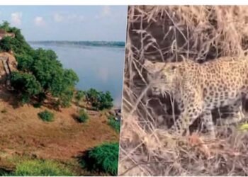 नर्मदा में बोटिंग के दौरान चट्टानों पर आराम करता दिखा तेंदुआ, पर्यटकों में मची हलचल