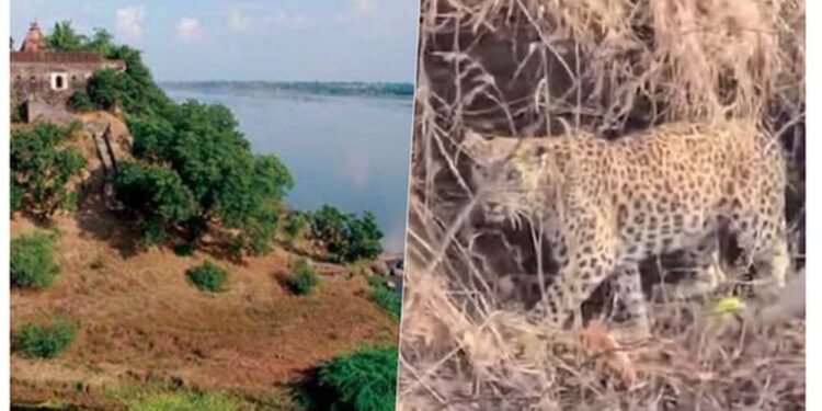 नर्मदा में बोटिंग के दौरान चट्टानों पर आराम करता दिखा तेंदुआ, पर्यटकों में मची हलचल