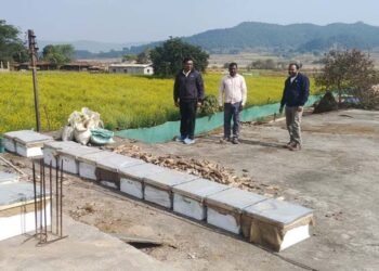 रायपुर : मधुमक्खी पालन: कम लागत में ज्यादा मुनाफे का बेहतर विकल्प