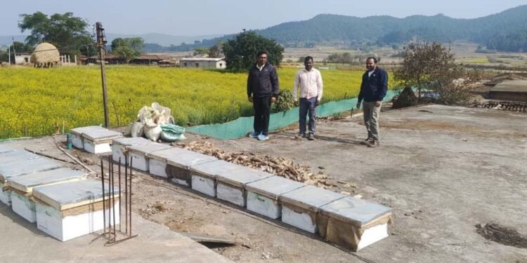 रायपुर : मधुमक्खी पालन: कम लागत में ज्यादा मुनाफे का बेहतर विकल्प