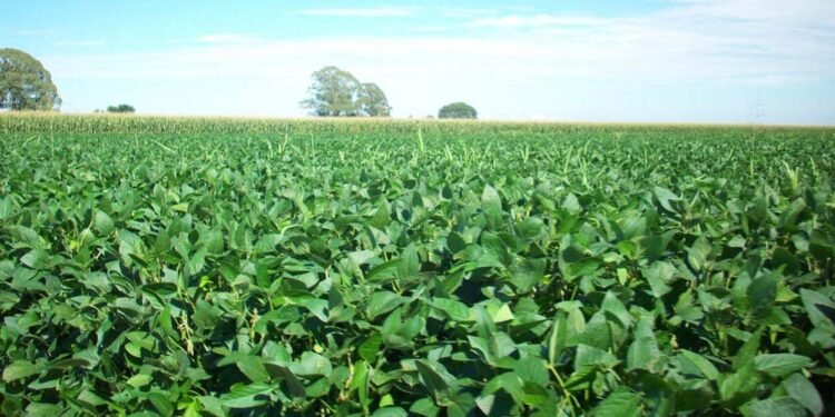 रायपुर : यूरिया का प्रभावी विकल्प बन रही हरी खाद, जशपुर में 600 हेक्टेयर में प्रदर्शन