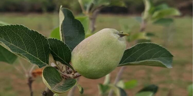 मध्य प्रदेश के सबसे ऊंचे स्थान पर सेब के बागान, पचमढ़ी में गर्म जलवायु में तोड़ा ठंडे इलाके का मिथक