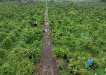 गांधीसागर बांध: 1.5 करोड़ पेड़ों में 65 लाख लोगों को ऑक्सीजन देने की क्षमता