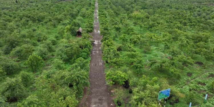 गांधीसागर बांध: 1.5 करोड़ पेड़ों में 65 लाख लोगों को ऑक्सीजन देने की क्षमता