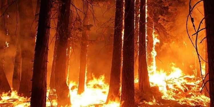 मध्य प्रदेश के जंगलों में धधकती आग, हर दिन 60 जगह जल रही है, अमरकंटक के बाद इन शहरों पर बढ़ा खतरा