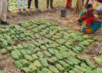 बालोद : मई के पहले सप्ताह से शुरू होगा तेंदुपत्ता संग्रहण का कार्य