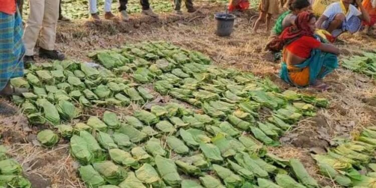 बालोद : मई के पहले सप्ताह से शुरू होगा तेंदुपत्ता संग्रहण का कार्य