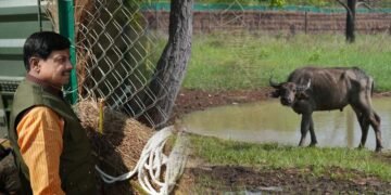 और खूबसूरत हुई एमपी की वाइल्ड लाइफ, सीएम डॉ. मोहन ने रिलीज किए 4 जंगली भैसें, ईको-सिस्टम पर होगा इतना असर