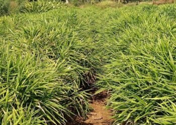 एक जिला एक उत्पाद योजना से बदली तस्वीर, अदरक की खेती से दोगुना मुनाफा कमाया