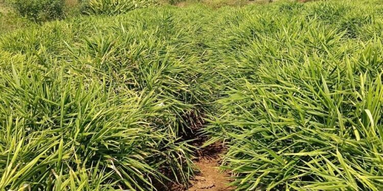 एक जिला एक उत्पाद योजना से बदली तस्वीर, अदरक की खेती से दोगुना मुनाफा कमाया