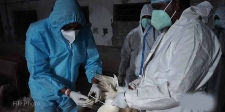 बिलासपुर में बर्ड फ्लू अलर्ट: जांच के लिए AIIMS टीम पहुंची, 10 किमी दायरे में सर्वे शुरू