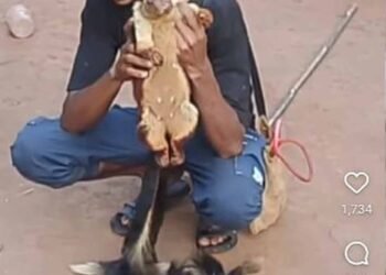 दुर्लभ गिलहरियों का शिकार पड़ा भारी: सोशल मीडिया बना शिकारी की गिरफ्तारी का कारण